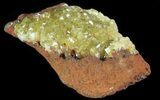 Gemmy, Yellow-Green Adamite Crystals - Durango, Mexico #65306-1